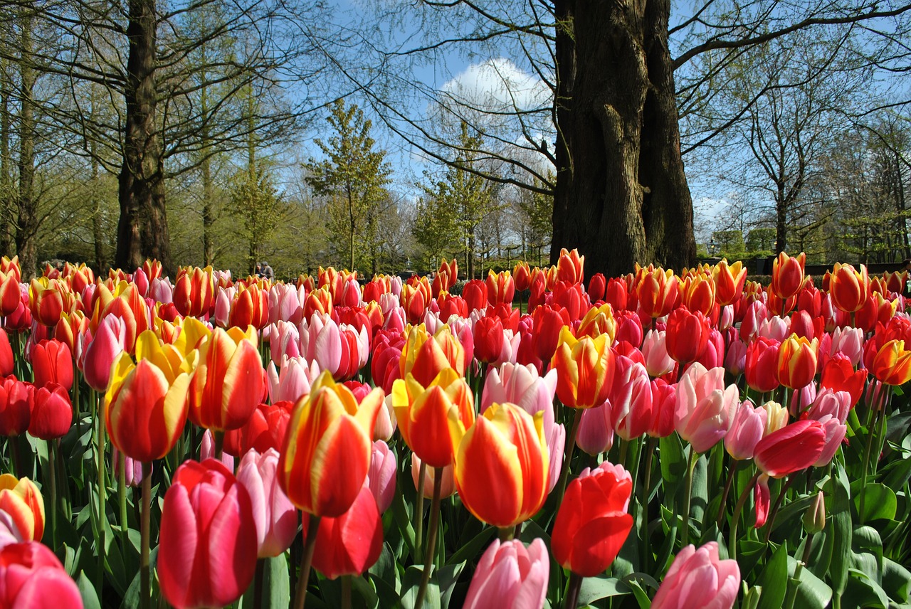 tulips spring holland free photo