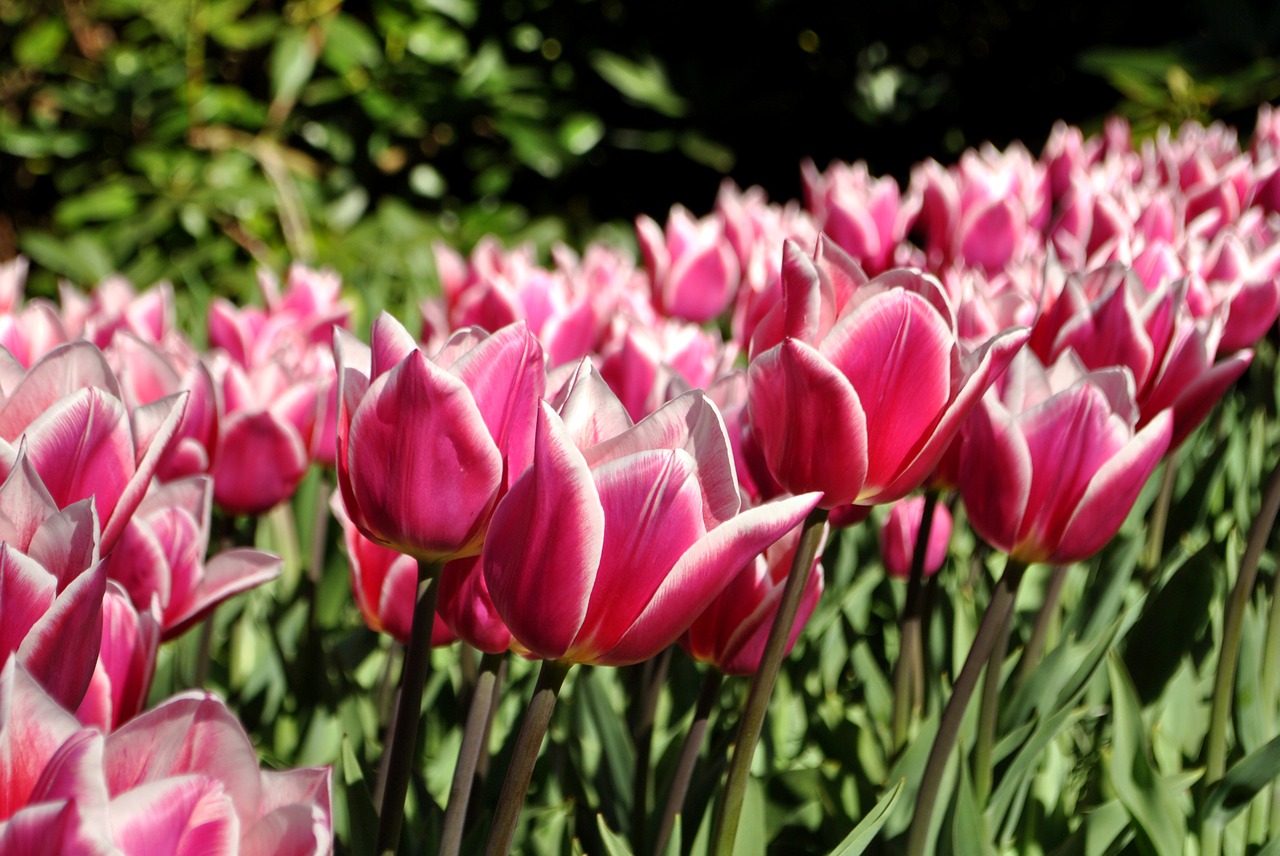 tulips spring holland free photo