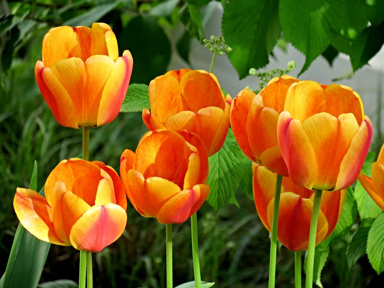 tulips orange blossom free photo