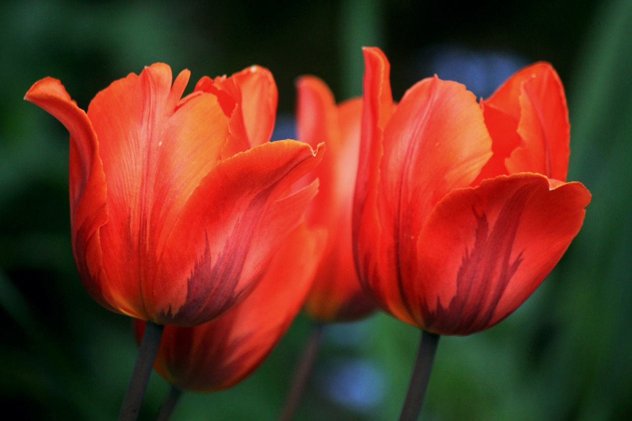 tulips flowers spring free photo