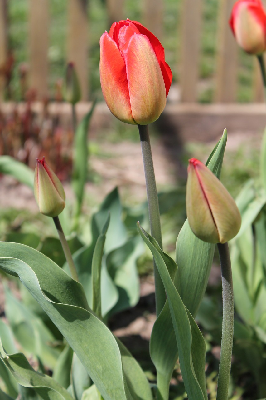 tulips flowers spring free photo