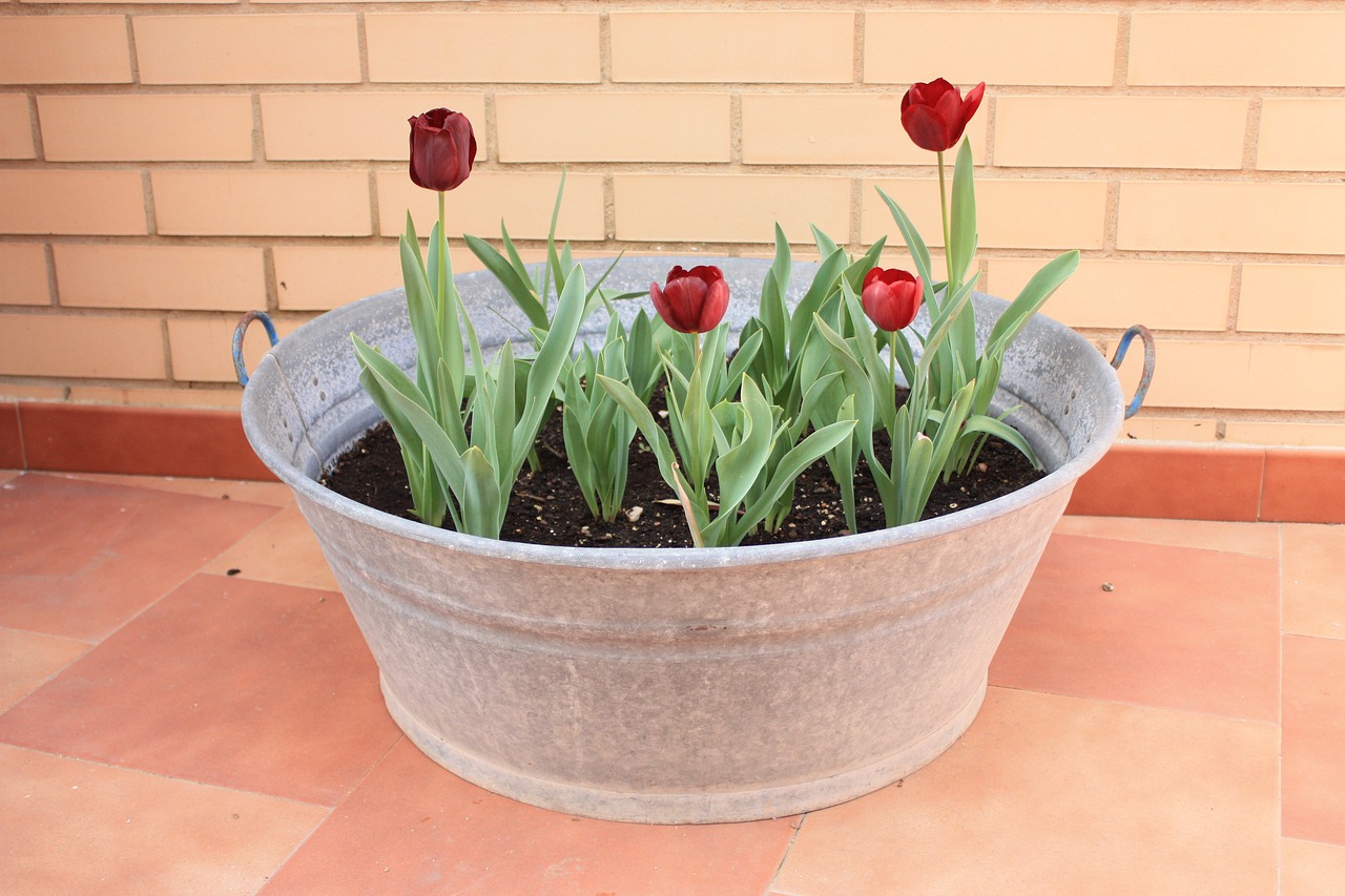 tulips flowerpot plant free photo