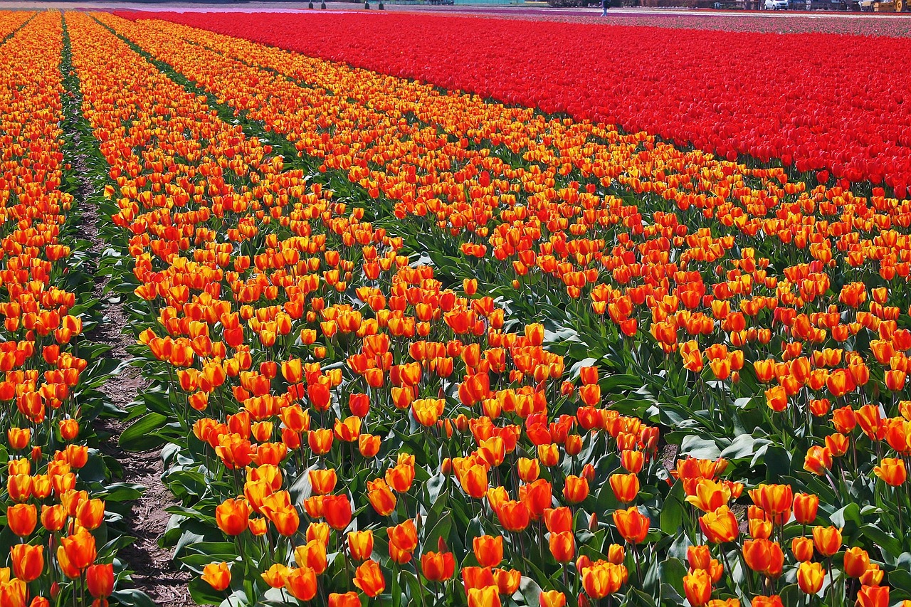 tulips bulb netherlands free photo