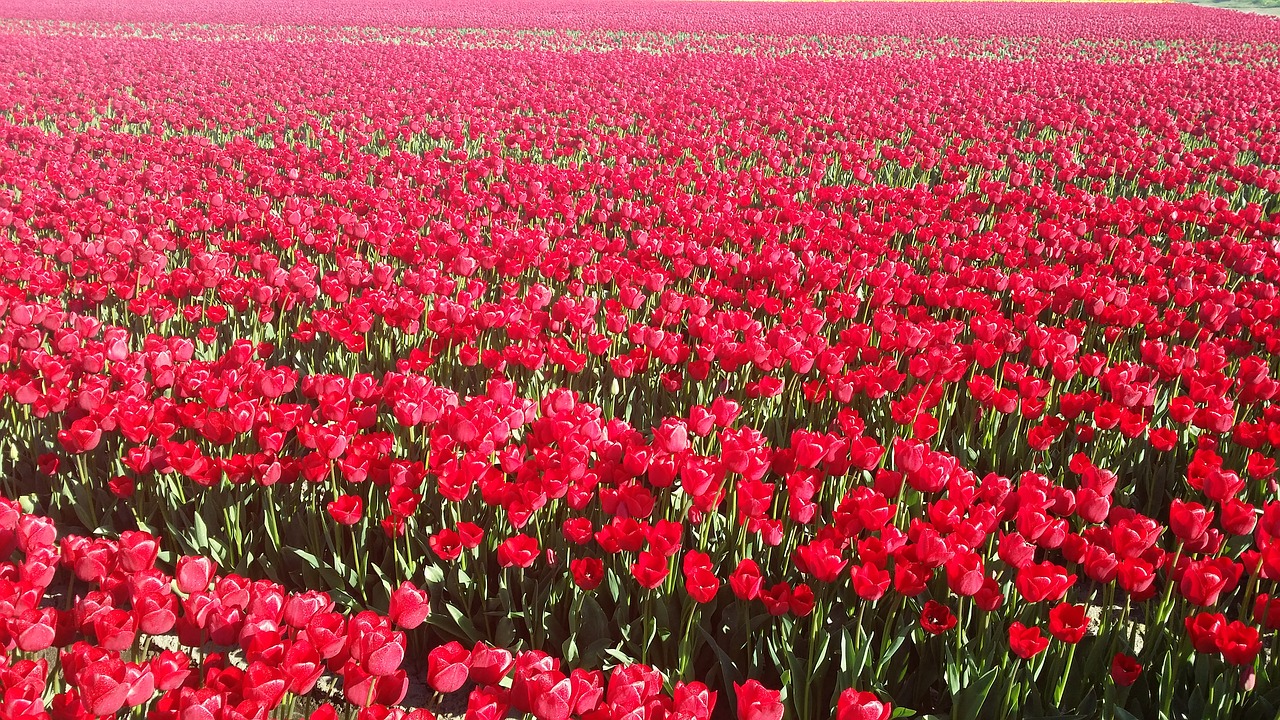 tulips red red tulip free photo