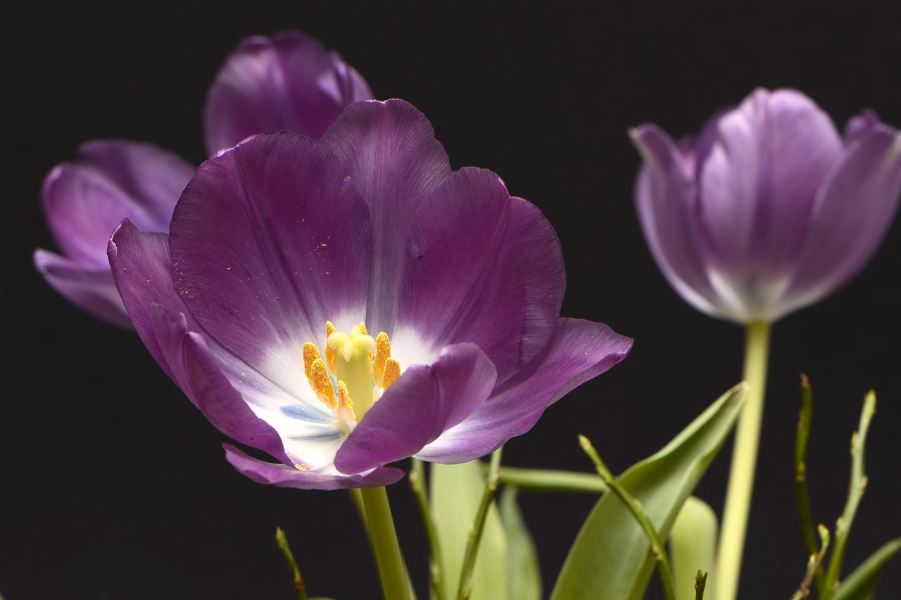 tulips tulpenbluete flowers free photo