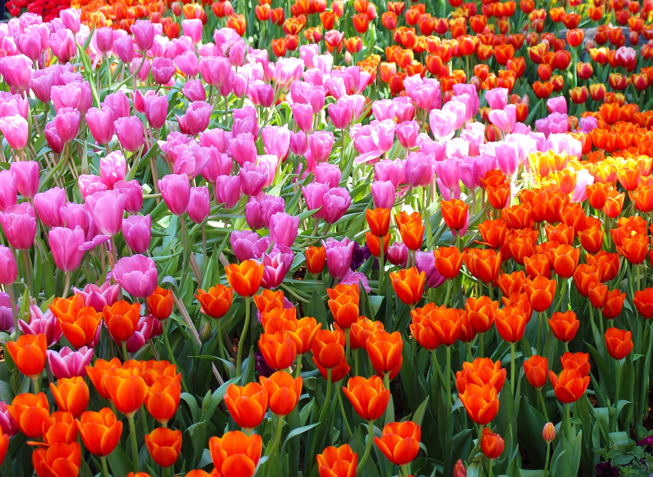 tulips flowers garden free photo