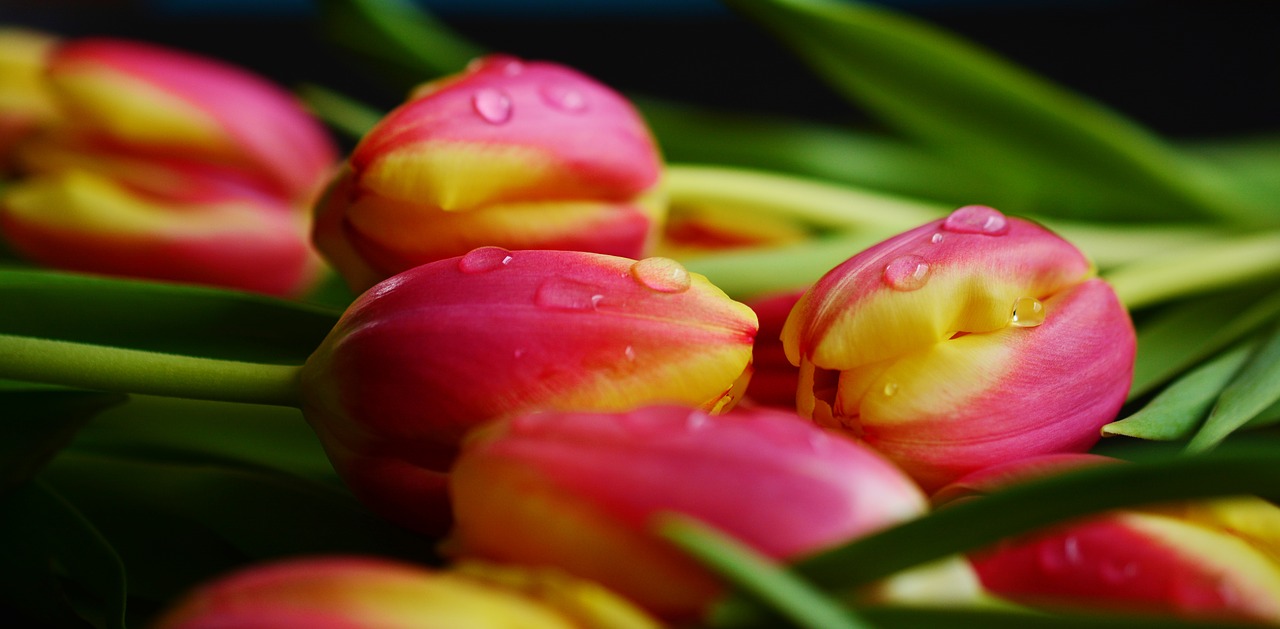 tulips spring flowers free photo