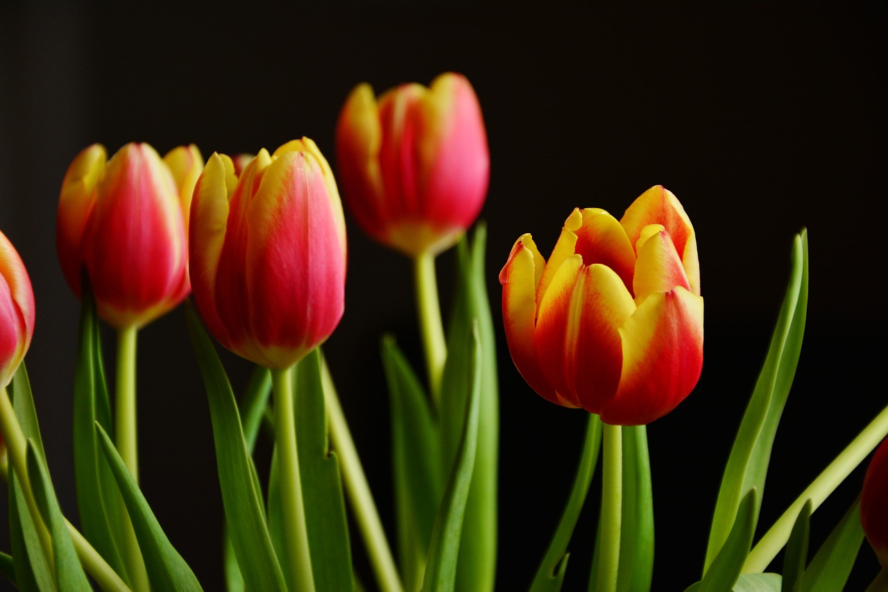 tulips spring flowers blossom free photo