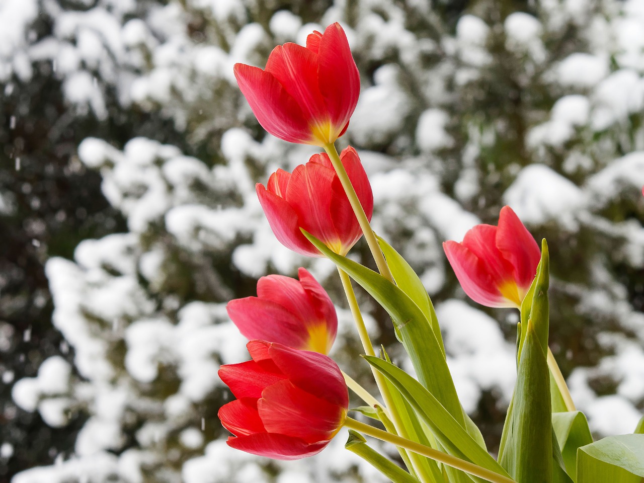 tulips flowers nature free photo