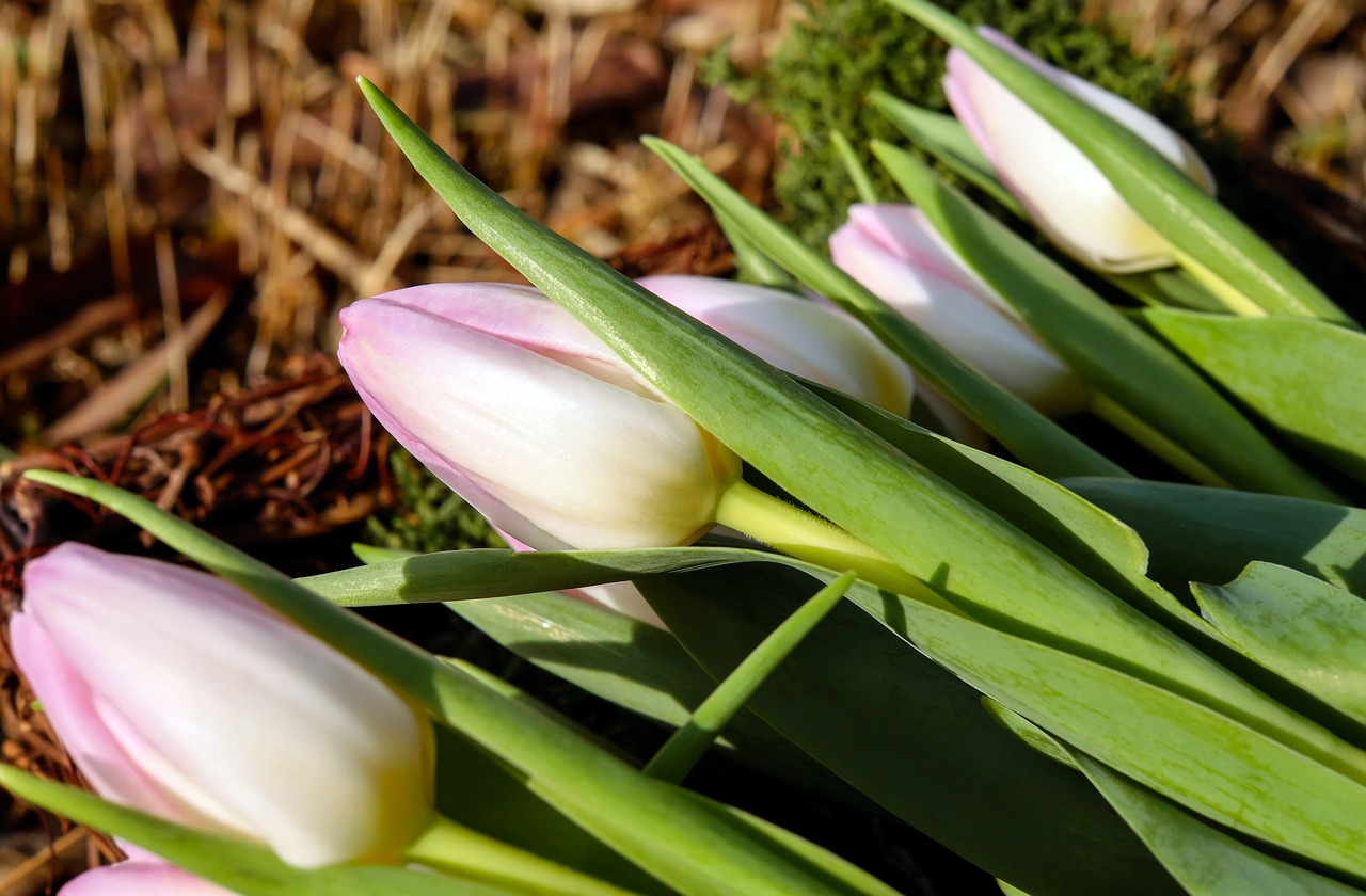 tulips flowers blossom free photo