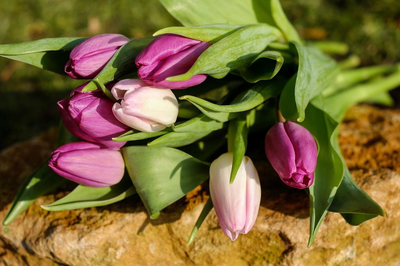 tulips flowers spring bouquet free photo