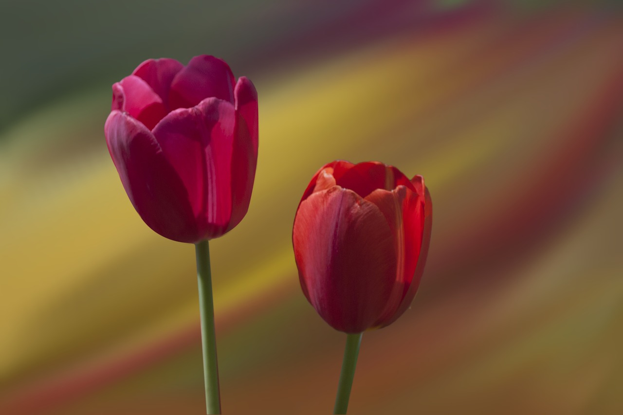 tulips red flowers free photo