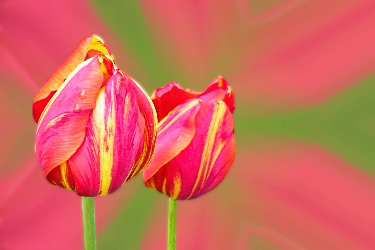 tulips red yellow yellow-rand free photo