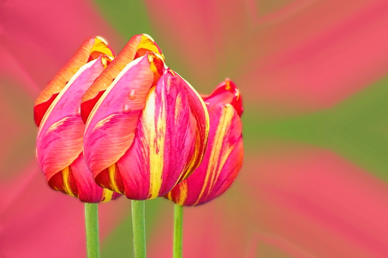 tulips red yellow yellow-rand free photo