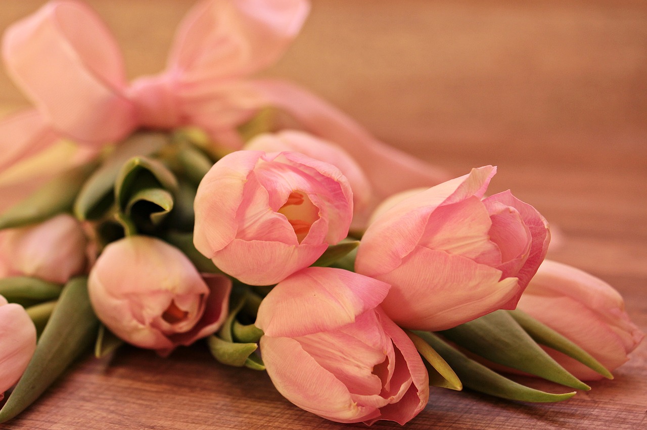 tulips tulipa flowers free photo
