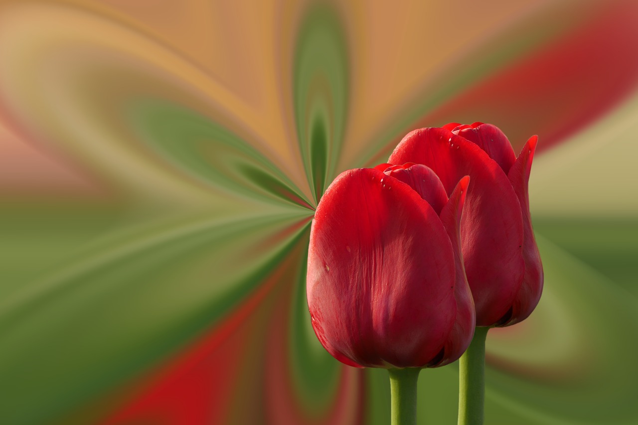 tulips red flowers free photo