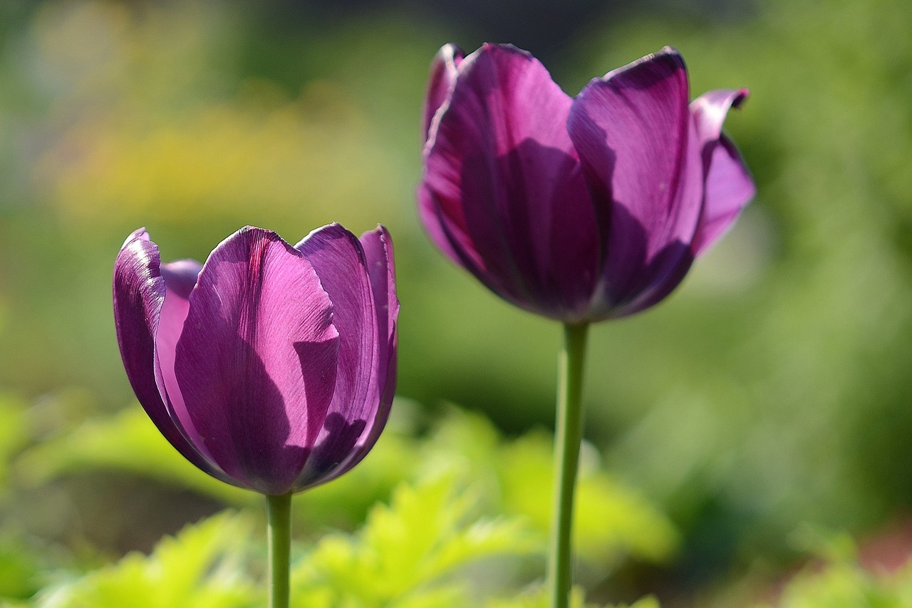 tulips pink flowers free photo