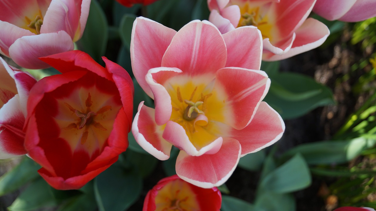 tulips in keukenhof holland free photo