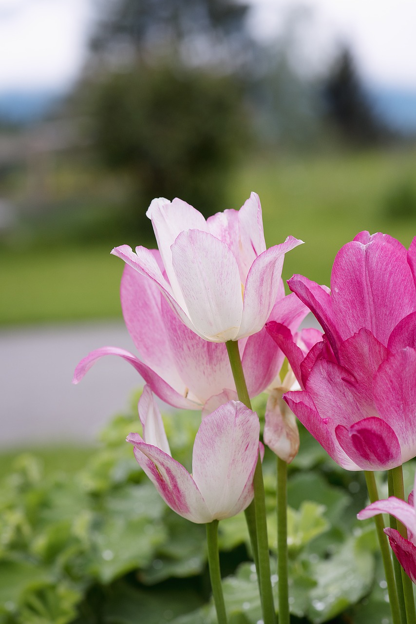 tulips pink garden free photo