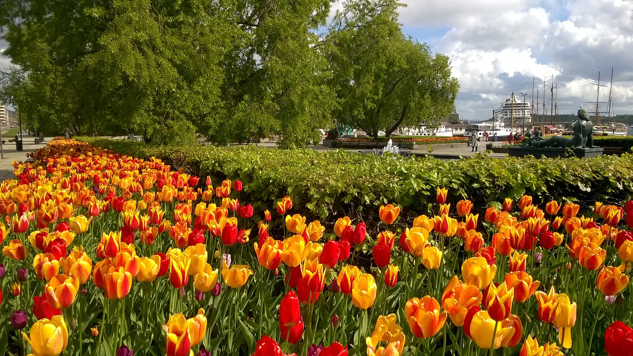 tulips port city free photo