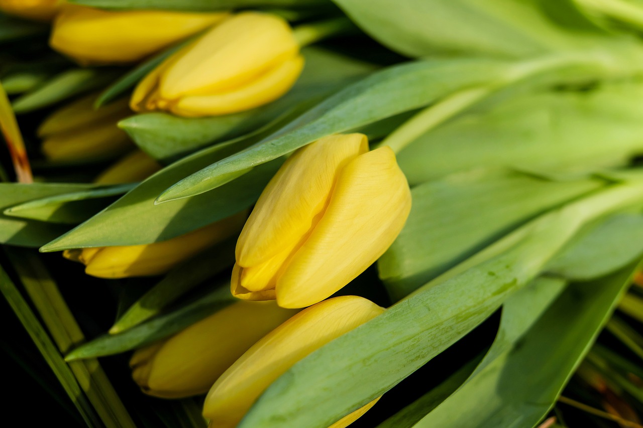 tulips flowers blossom free photo