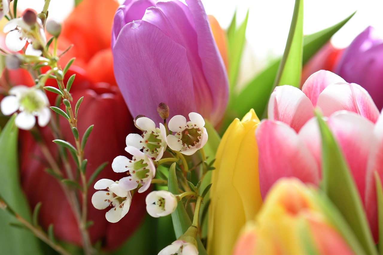 tulips strauss flowers free photo