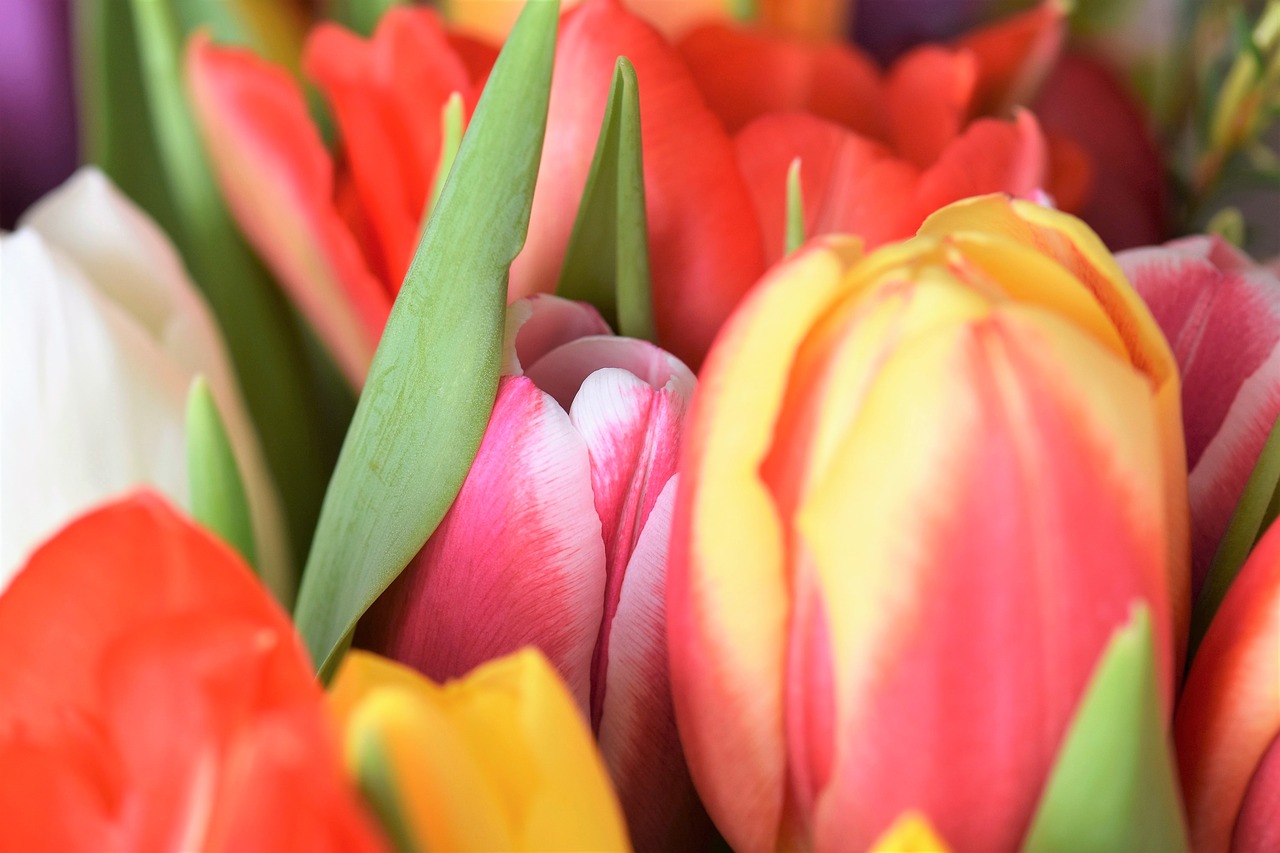 tulips strauss flowers free photo