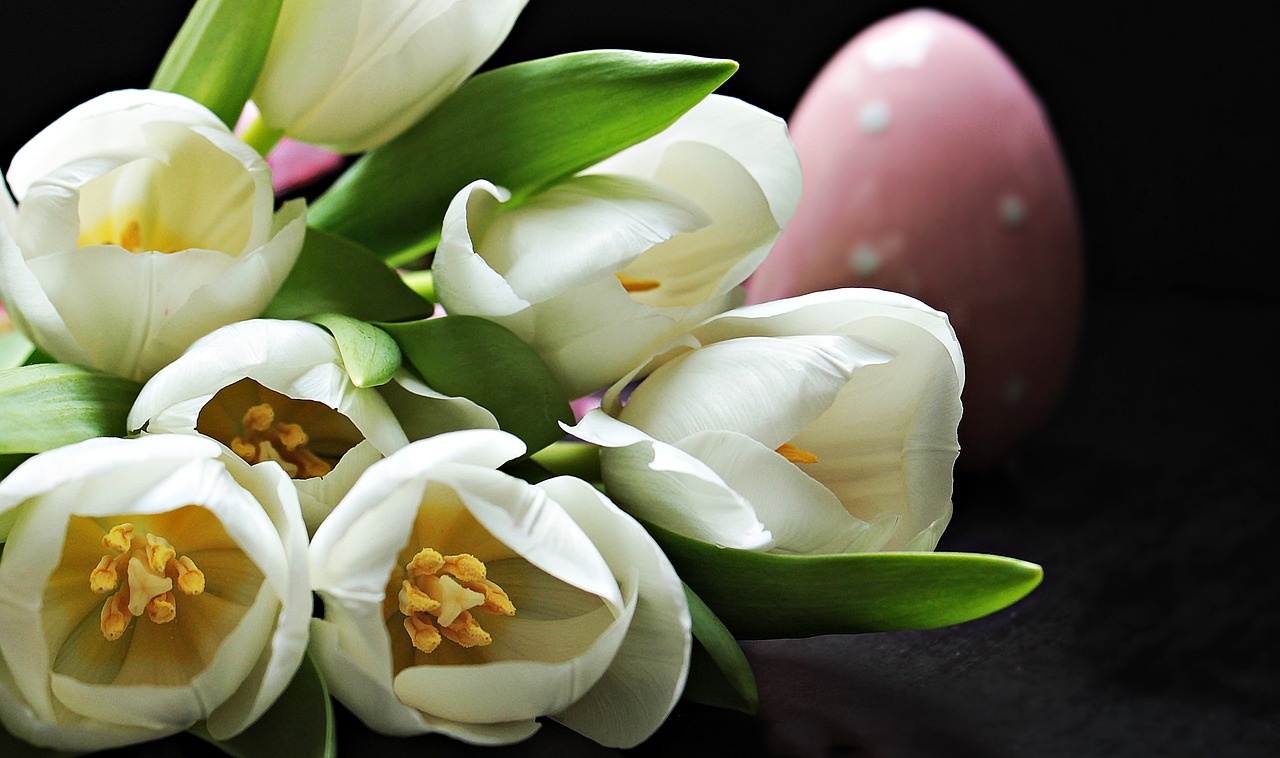 tulips tulipa easter egg free photo