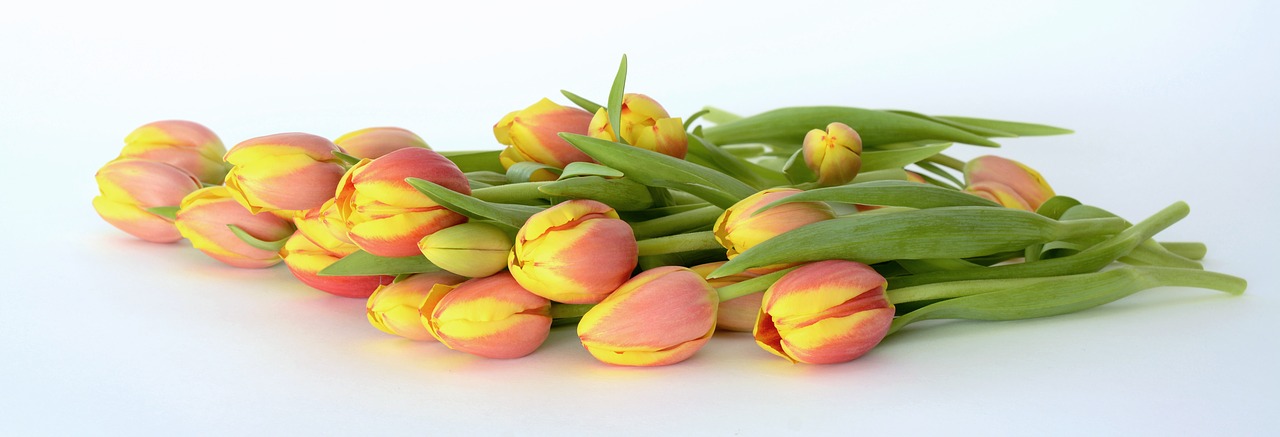tulips flowers orange free photo