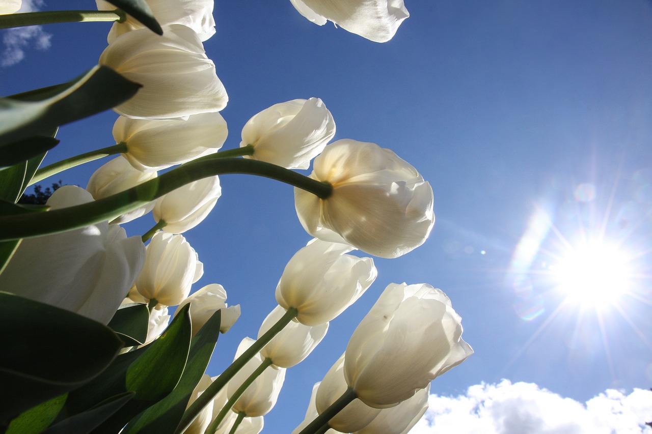 tulips look up nature free photo