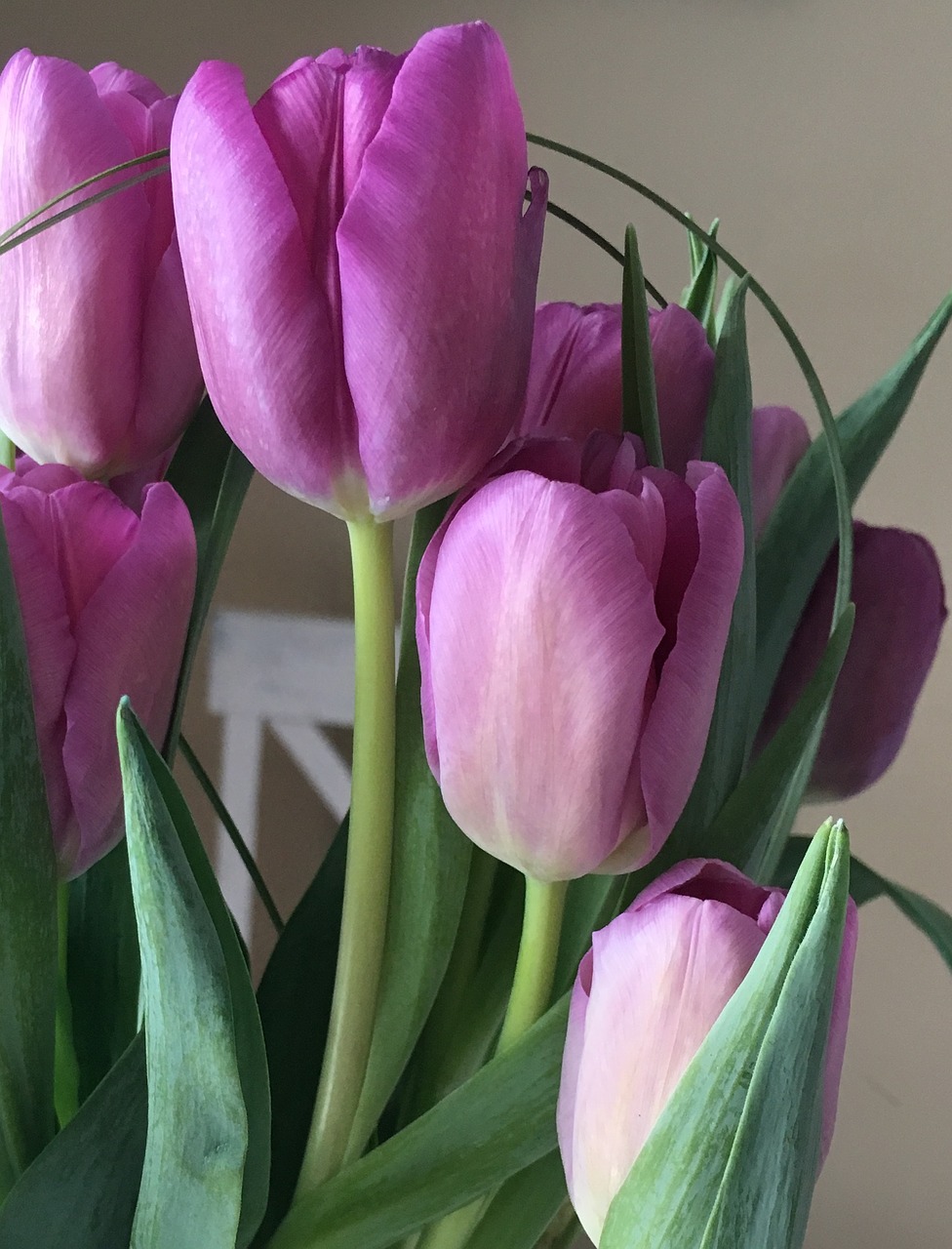 tulips flower purple free photo