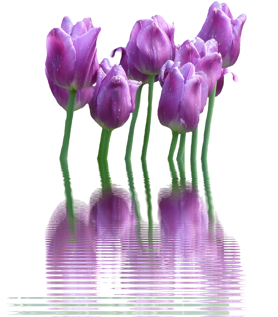 tulips spring spring flowers free photo