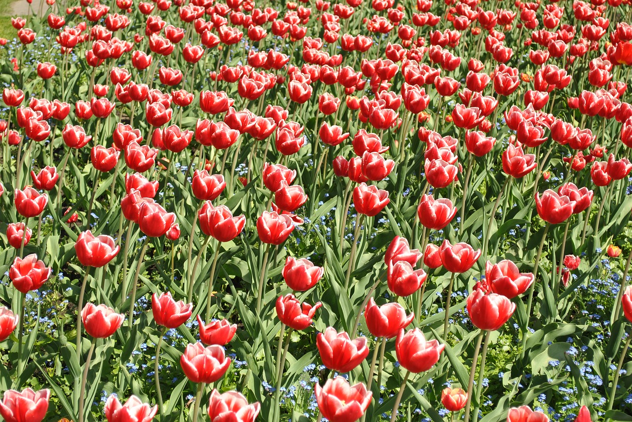 tulips red flowers tulip field free photo