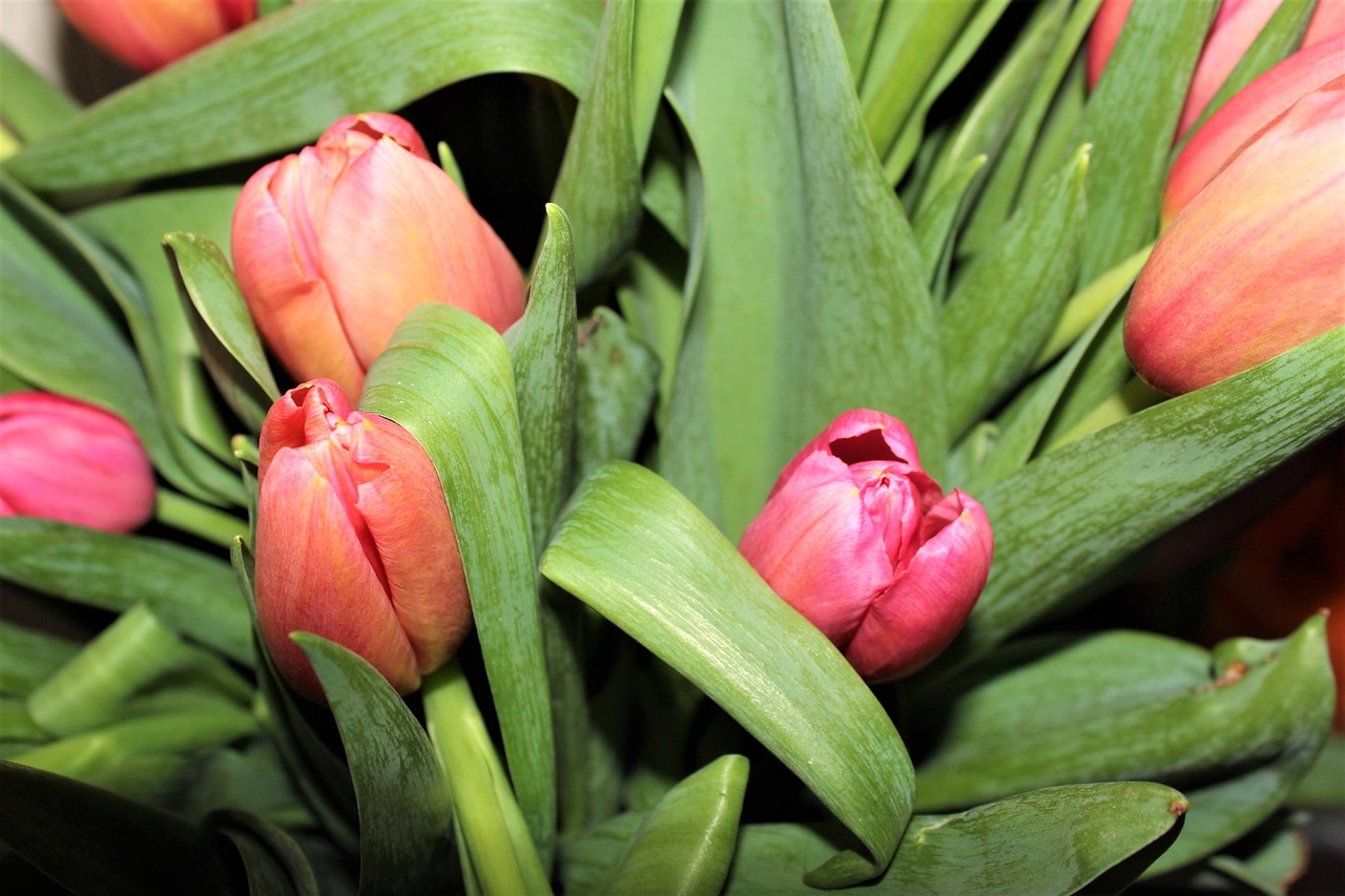 tulips spring flowers closeup free photo