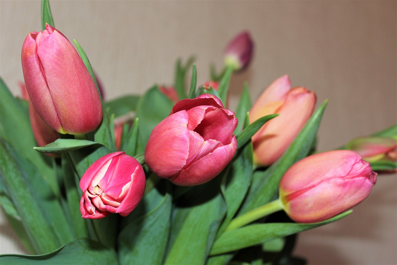 tulips flowers spring flowers free photo