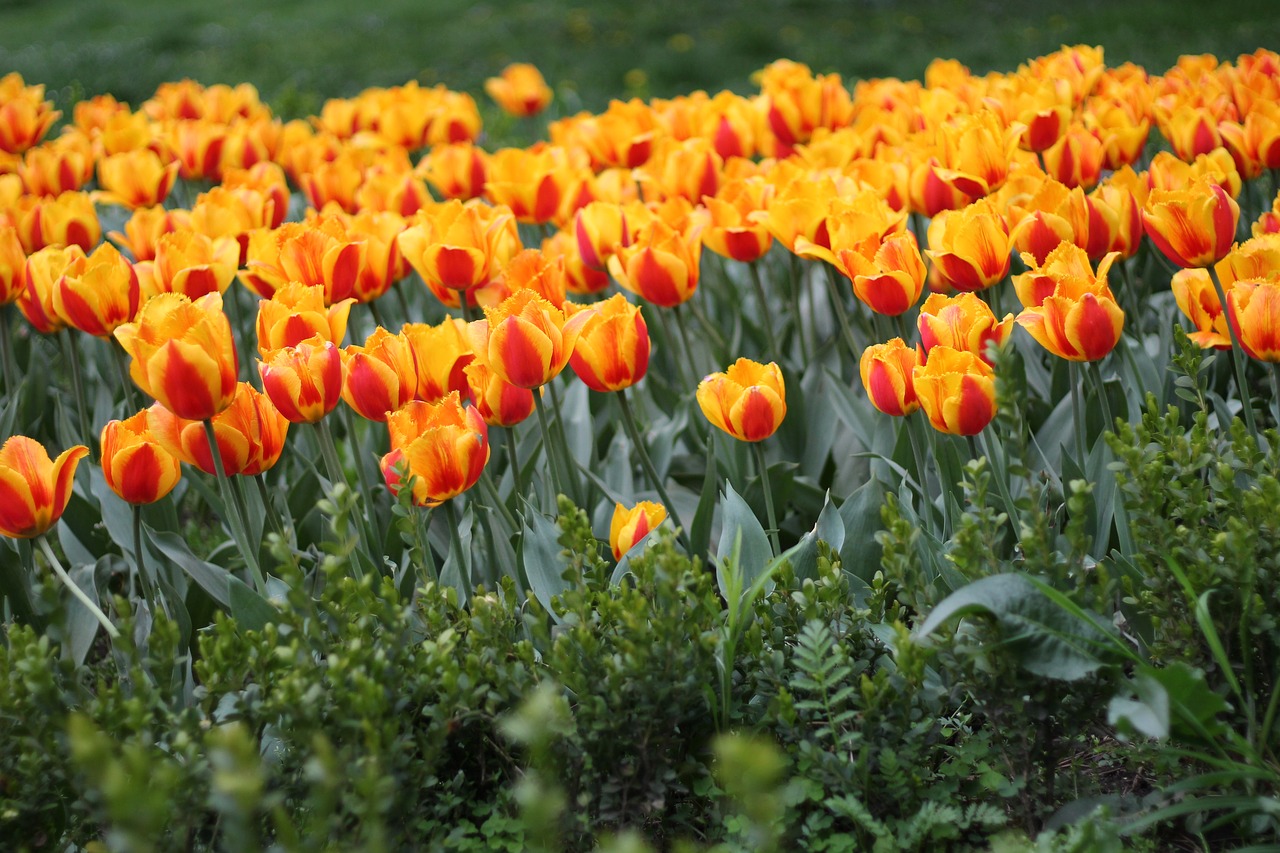 tulips flowers nature free photo