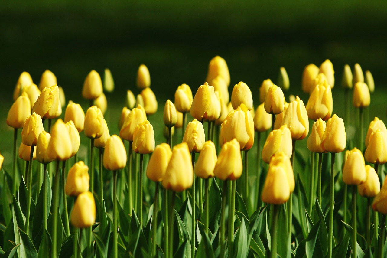 tulips yellow grass free photo