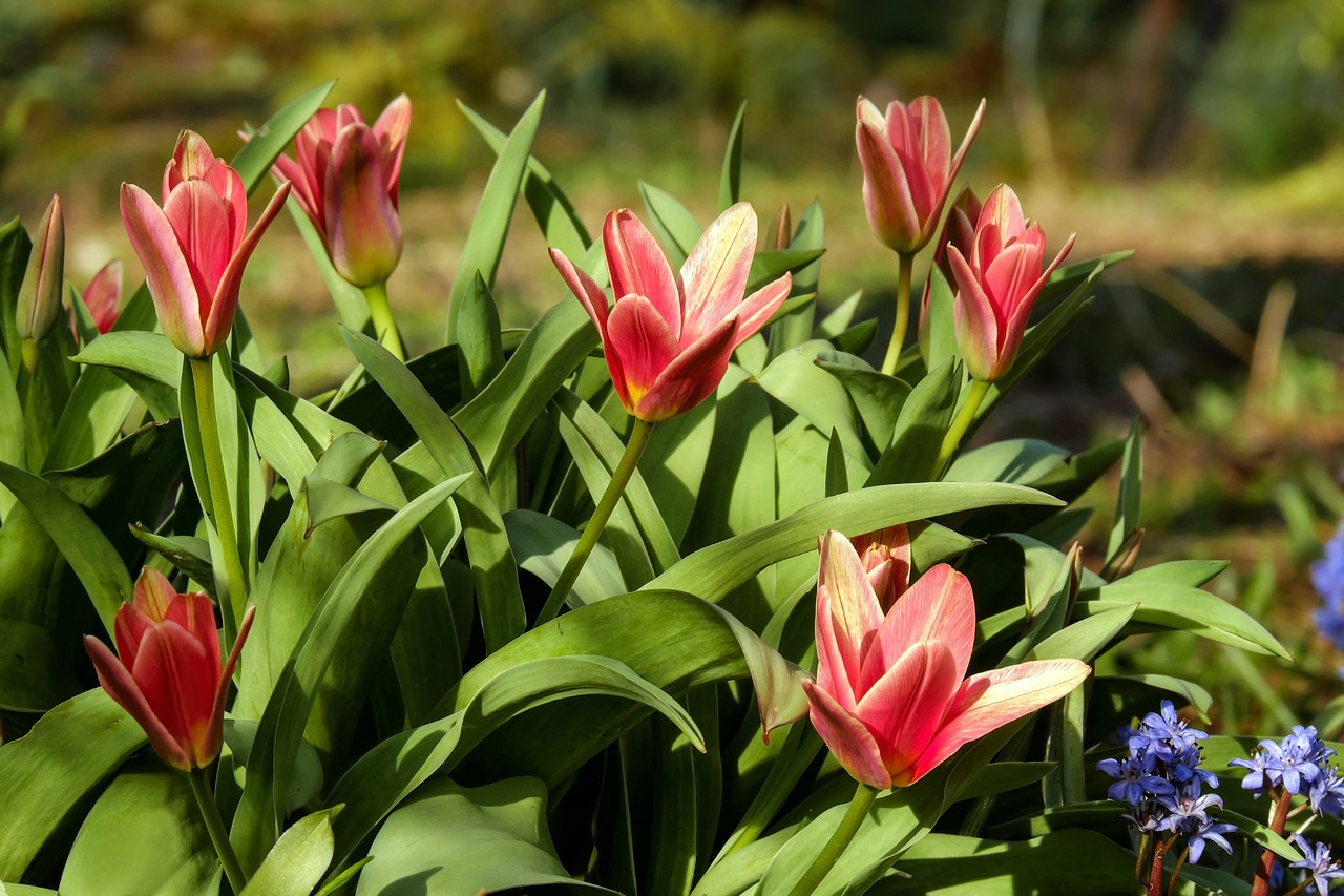 tulips flowers bloom free photo