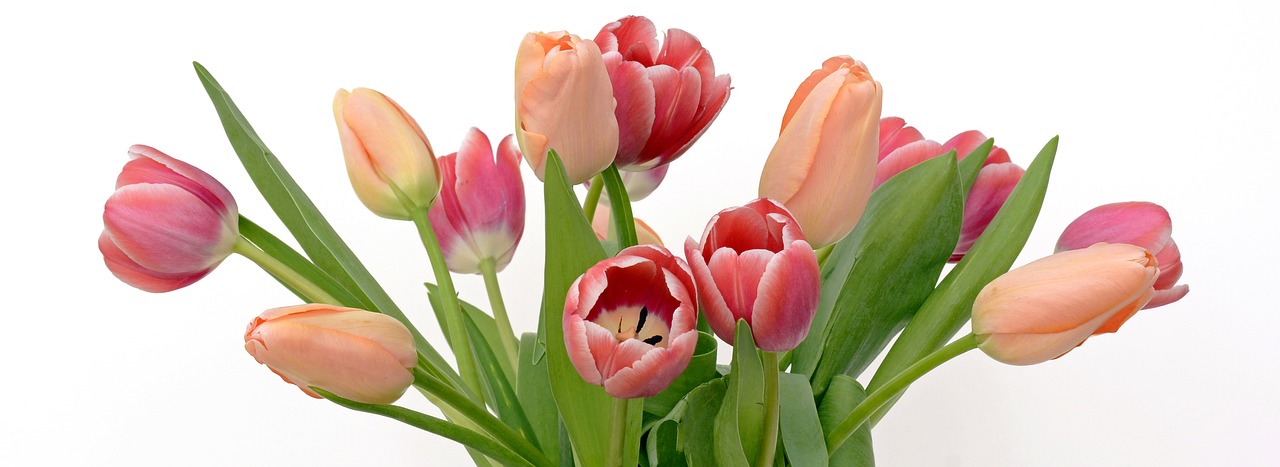 tulips flowers apricot free photo