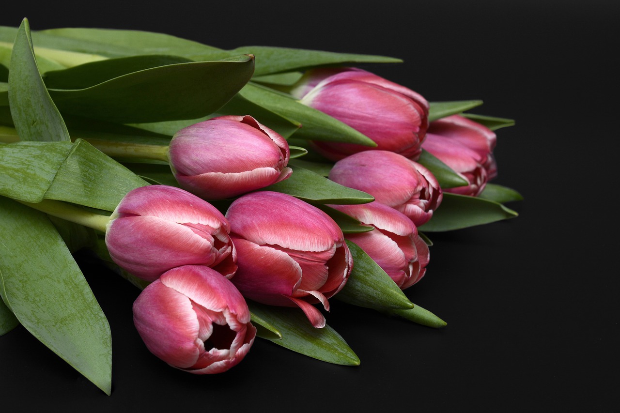 tulips flowers pink free photo