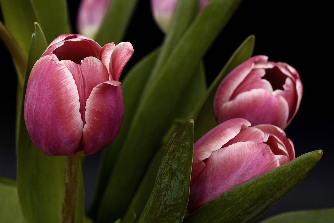 tulips flowers pink free photo