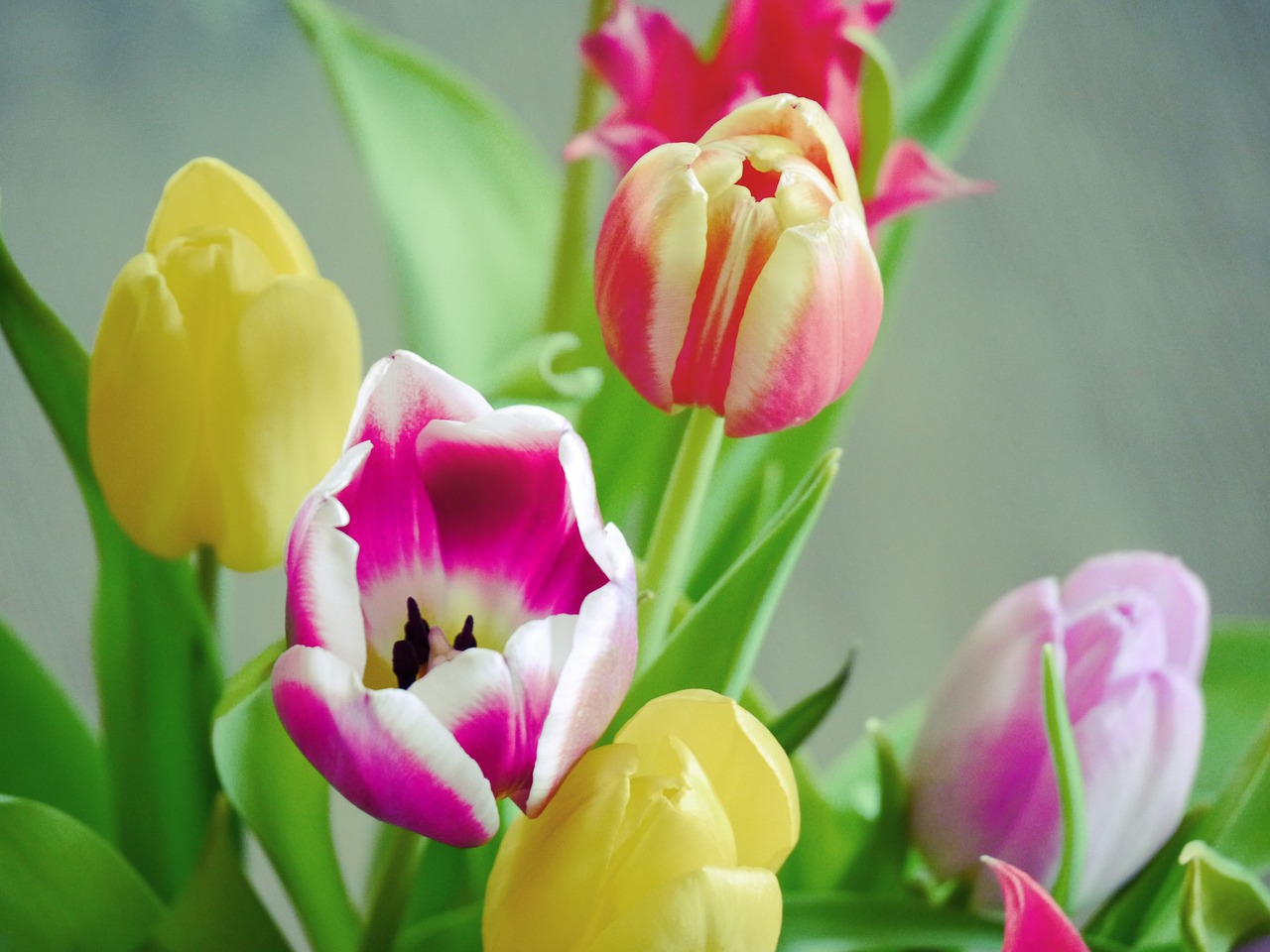 tulips bouquet tulip bouquet free photo