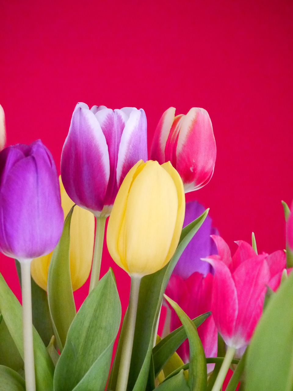 tulips bouquet tulip bouquet free photo