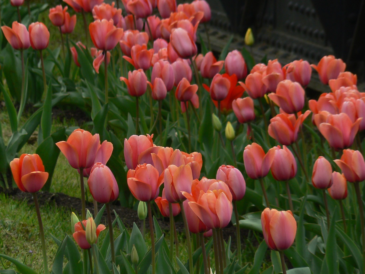 tulips nature flower free photo