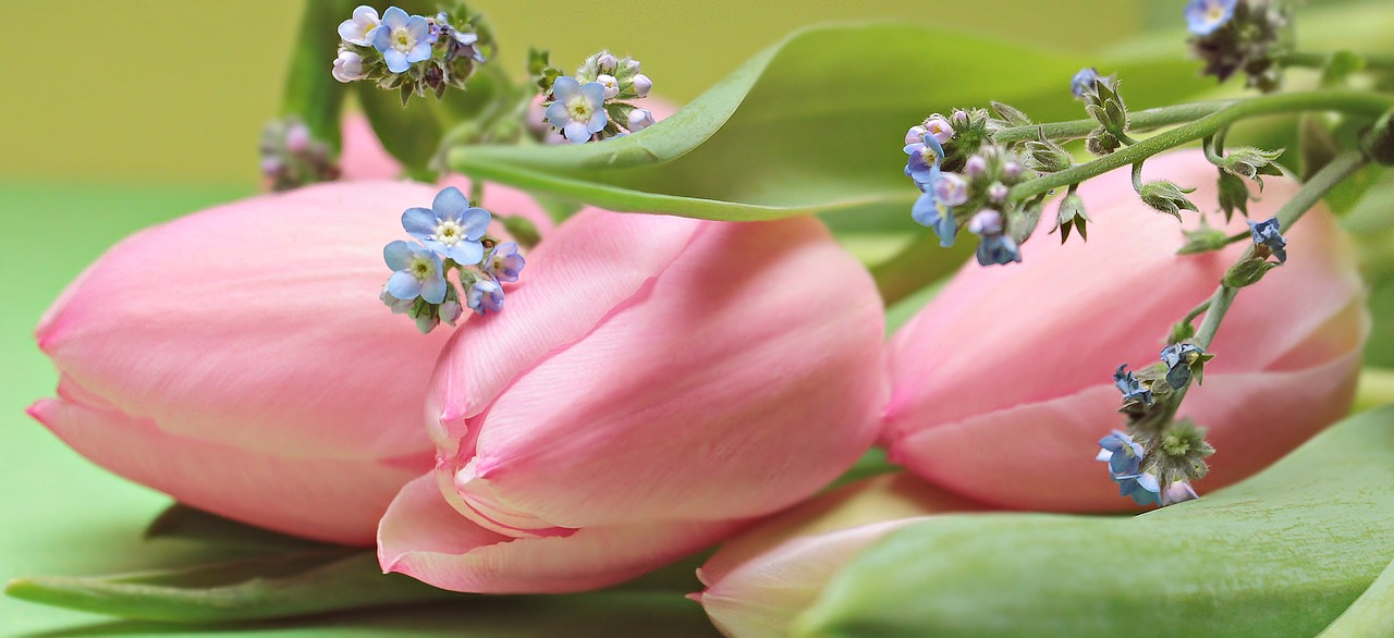 tulips flowers forget me not free photo