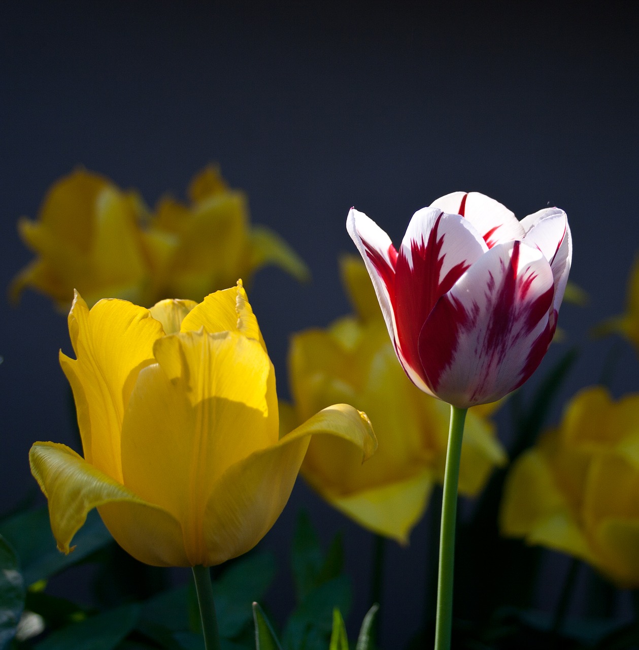 tulips yellow flamed free photo