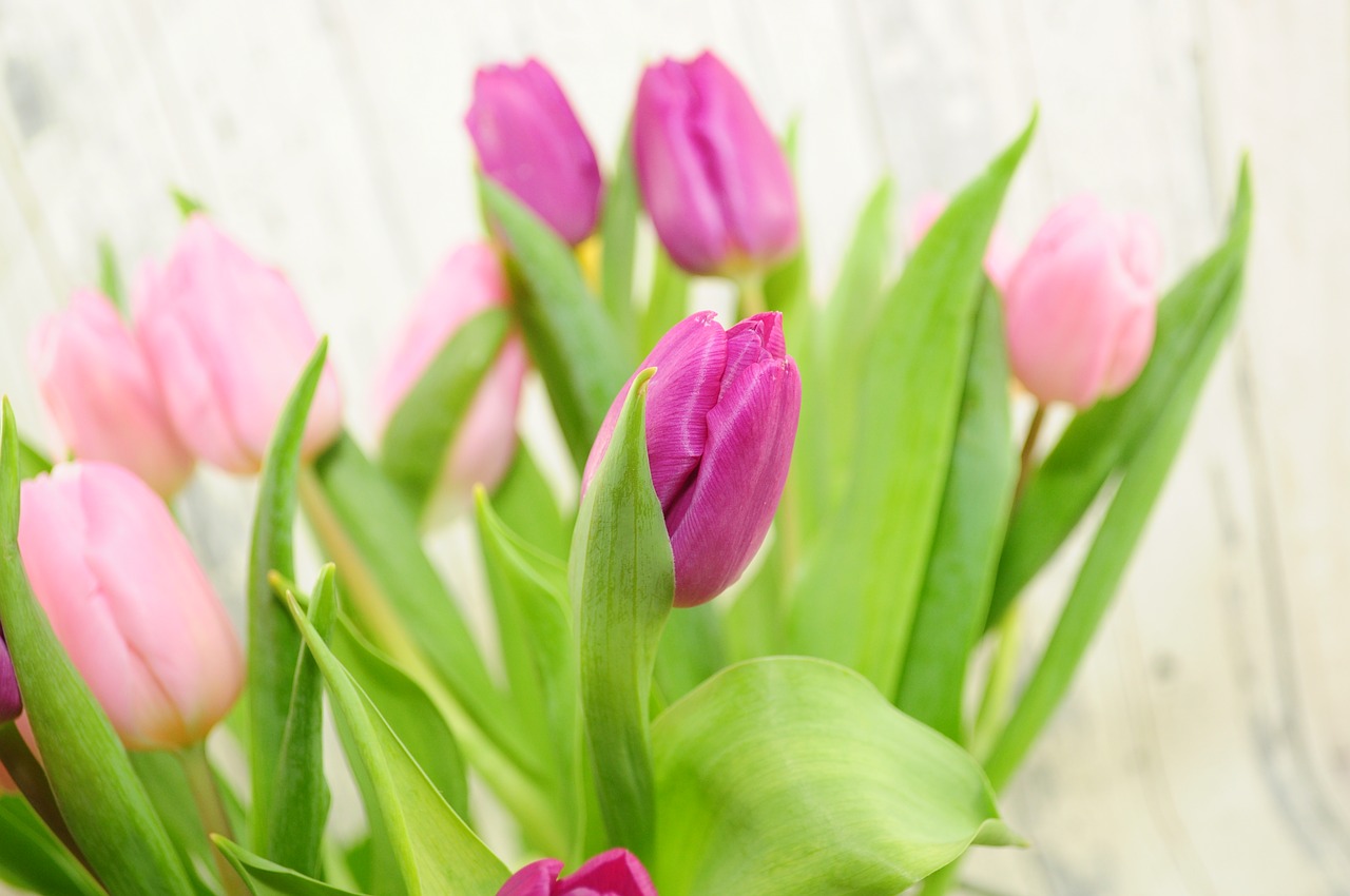 tulips purple flowers free photo