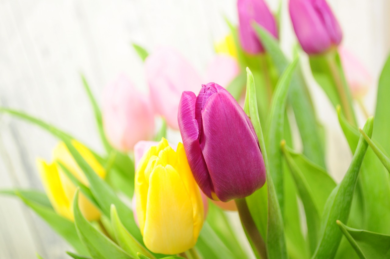 tulips flowers yellow free photo