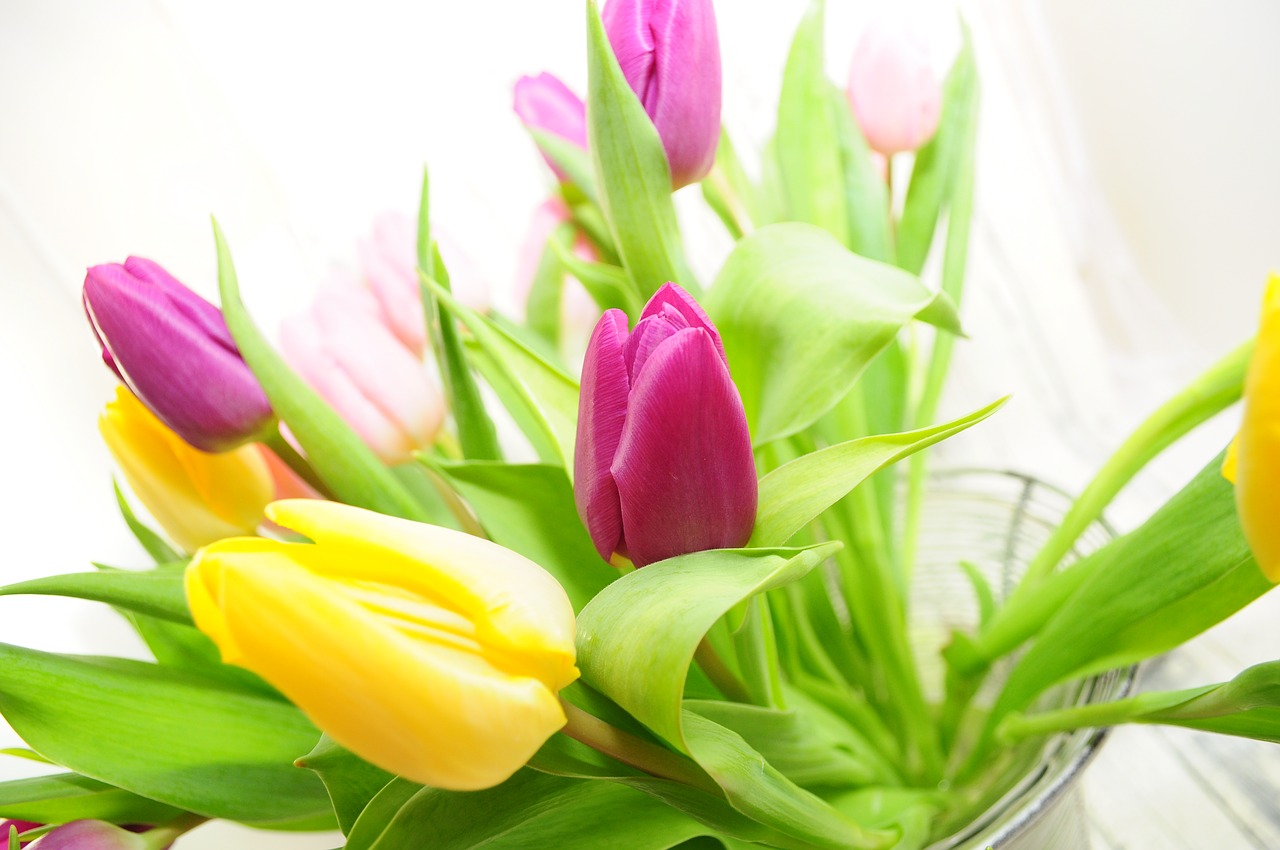 tulips yellow spring free photo