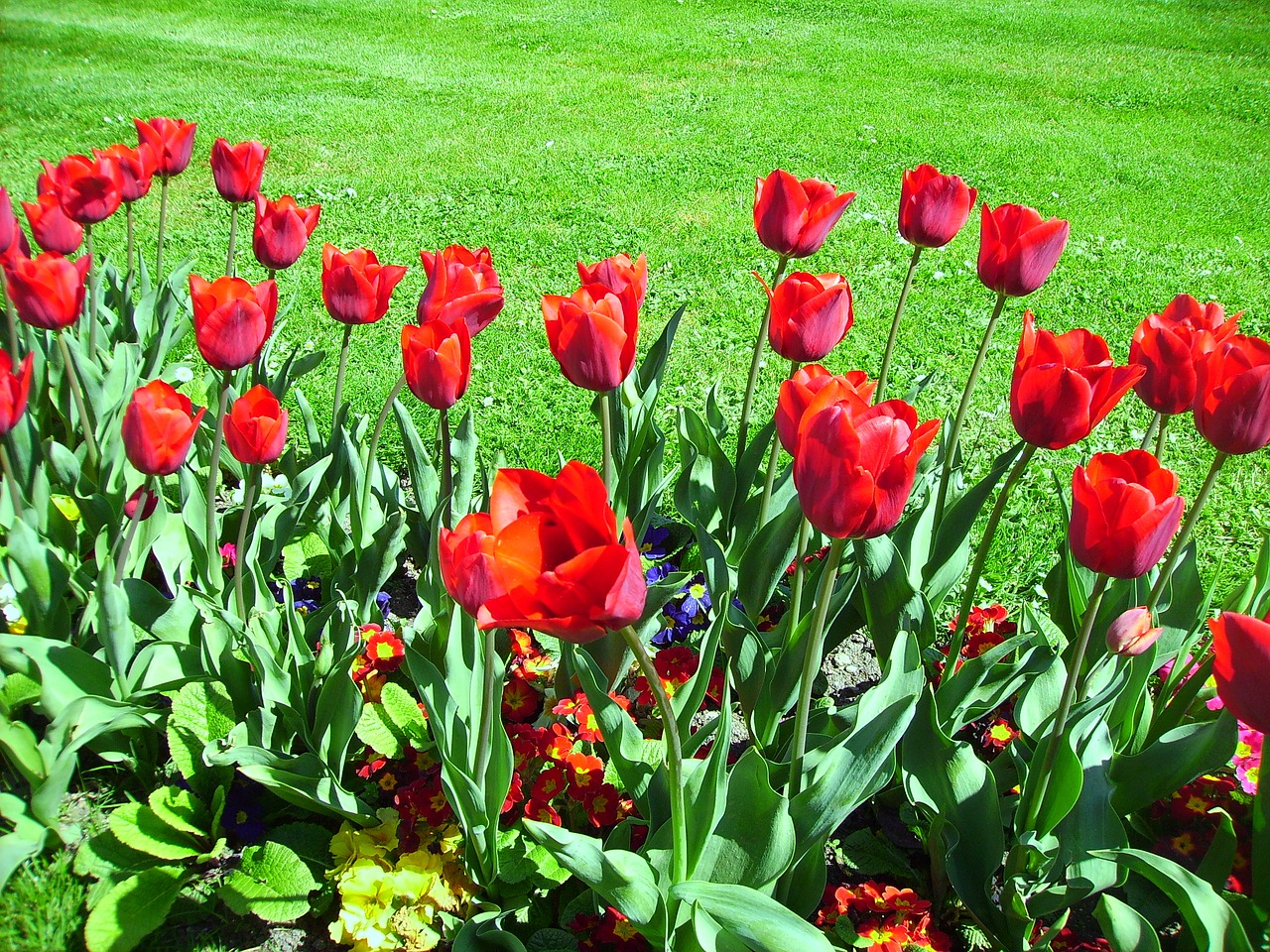 tulips garden flower free photo